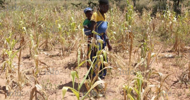 Zimbabwe : le pays va acheter 1 million de tonnes de céréales pour contrer la sécheresse