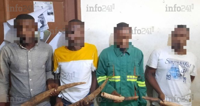 Libreville&nbsp;: 4 gabonais pris dans les mailles de la police pour trafic d’ivoire