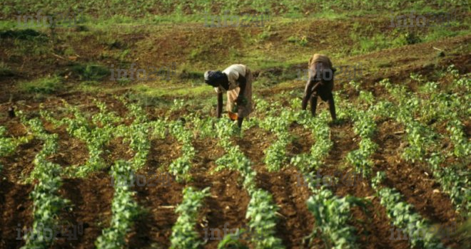 Les agriculteurs Africains paient injustement plus que ceux Européens... pour les mêmes engrais&nbsp;!