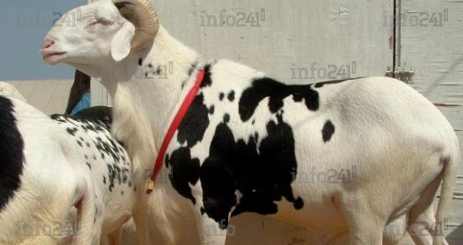 Tabaski&nbsp;: la journée de vendredi fériée, chômée et payée au Gabon