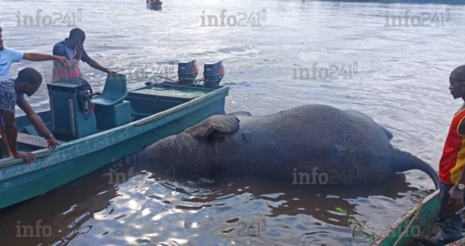 Lambaréné&nbsp;: Un éléphant retrouvé flottant sur l’Ogooué, finit dans le ventre des riverains