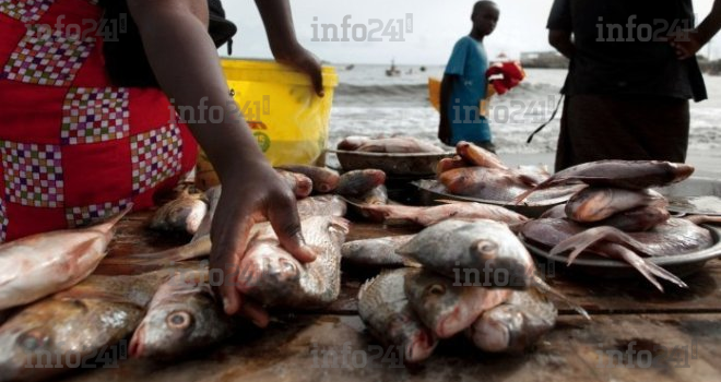 Le CTRI annonce 200 nouveaux postes budgétaires pour stimuler l’agriculture et la pêche au Gabon