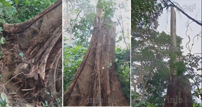 Gabon&nbsp;:  Une arbre pourtant coupé &laquo;&nbsp;ressuscite&nbsp;&raquo; et sème la panique à Okok près de Bitam 