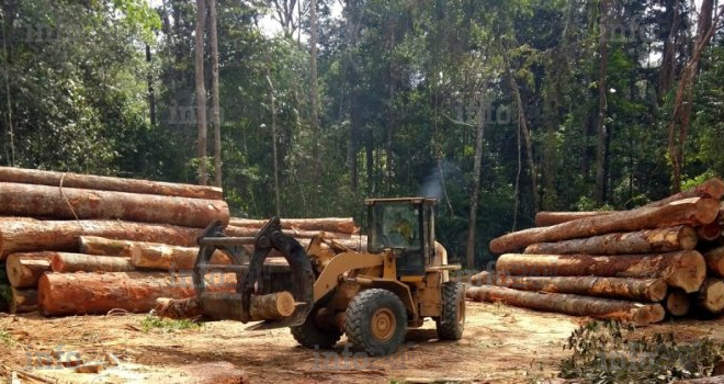 Guinée-Bissau : l’exploitation des ressources forestières désormais interdite dans le pays