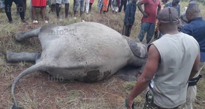 Guidouma : les images de la grave collision mortelle entre un éléphant et un véhicule 