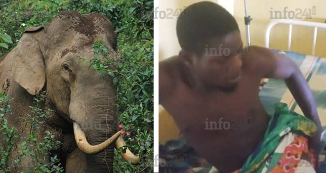 Makokou : Attaqués par un éléphant, deux jeunes gabonais échappent à une mort certaine