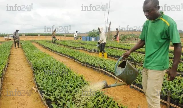 Postes budgétaires à l’Agriculture&nbsp;: Plus d’un an après, 200 jeunes gabonais toujours en détresse&nbsp;!