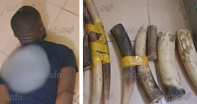 Libreville : Un chauffeur de poids lourd reconverti dans le trafic d’ivoire, arrêté avec plusieurs pointes
