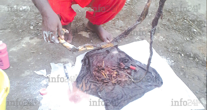 Insolite&nbsp;: Ils partageaient la maison avec un serpent mystérieux&nbsp;