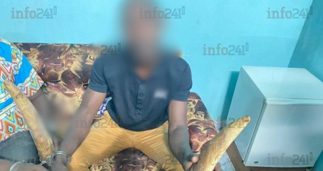 Mitzic : Deux trafiquants d’ivoire mis aux arrêts par la police gabonaise