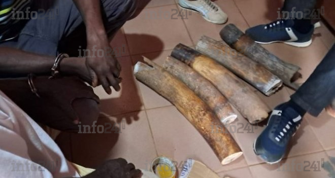 Makokou : trois présumés trafiquants d’ivoire dans les mailles de la justice gabonaise