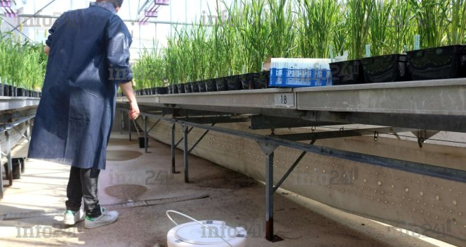Science : Des chercheurs mettent  au point une nouvelle espèce du riz résistante