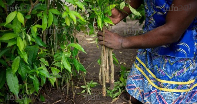 Iboga&nbsp;: le gouvernement gabonais en fait un patrimoine stratégique national