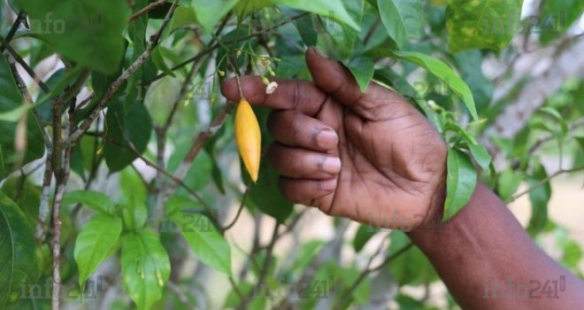 Savoirs ancestraux volés : Le Gabon doit réagir face à la biopiraterie !
