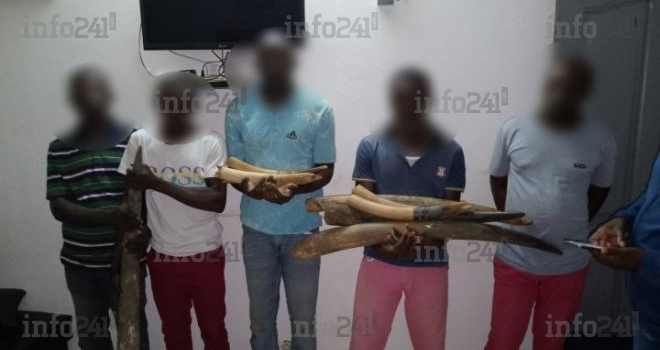 Kango : Cinq présumés braconniers gabonais interpelés avec 9 pointes d’ivoire