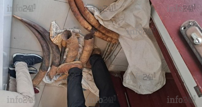 Trafic d’ivoire au Gabon : Encore deux individus arrêtés en flagrant délit à Lambaréné